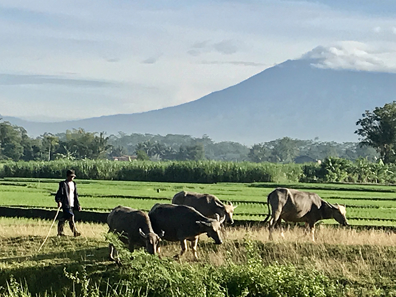 Merapi Mountain Indonesia